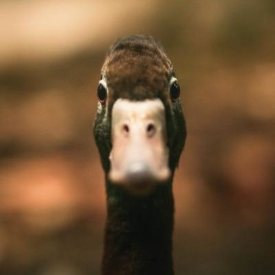 drowningduck@mastodon.social