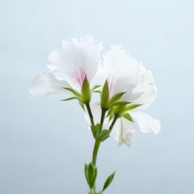 Delirttiniz