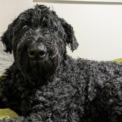 good_dog_rex@mastodon.social