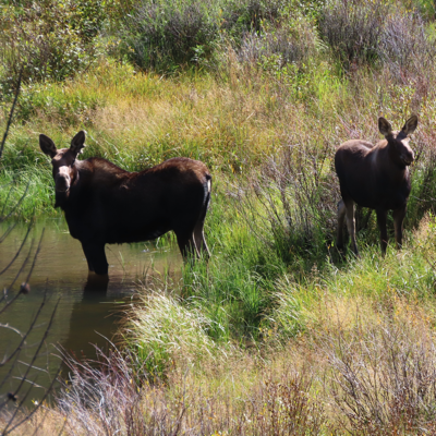 coloradowild@mastodon.social