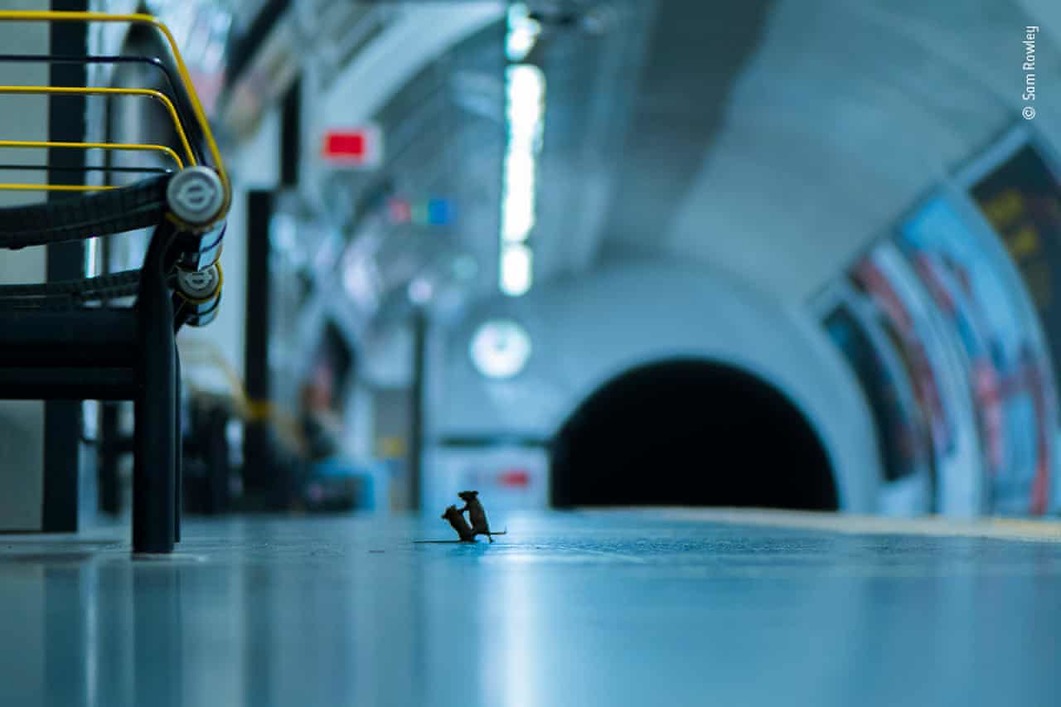 nickkearney's profile header