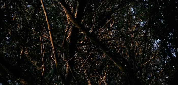 pierrearlais's profile header