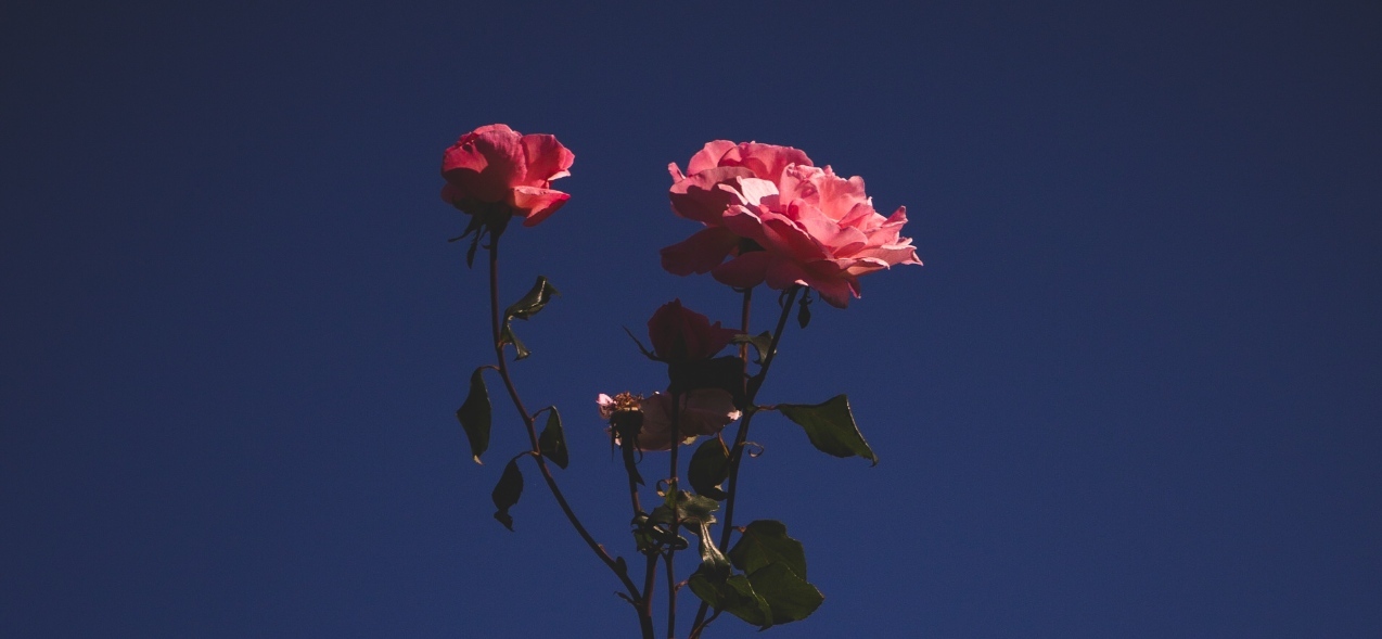 Andwalsh's profile header