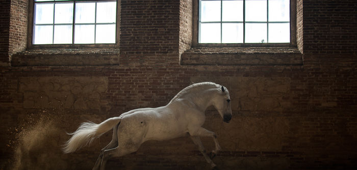Mastodon banner for @horse
