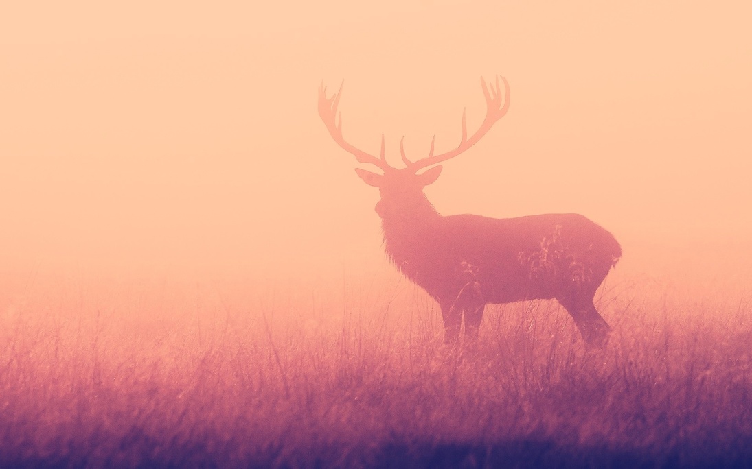 Mastodon banner for @regal