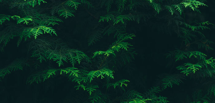 Mastodon banner for @jo