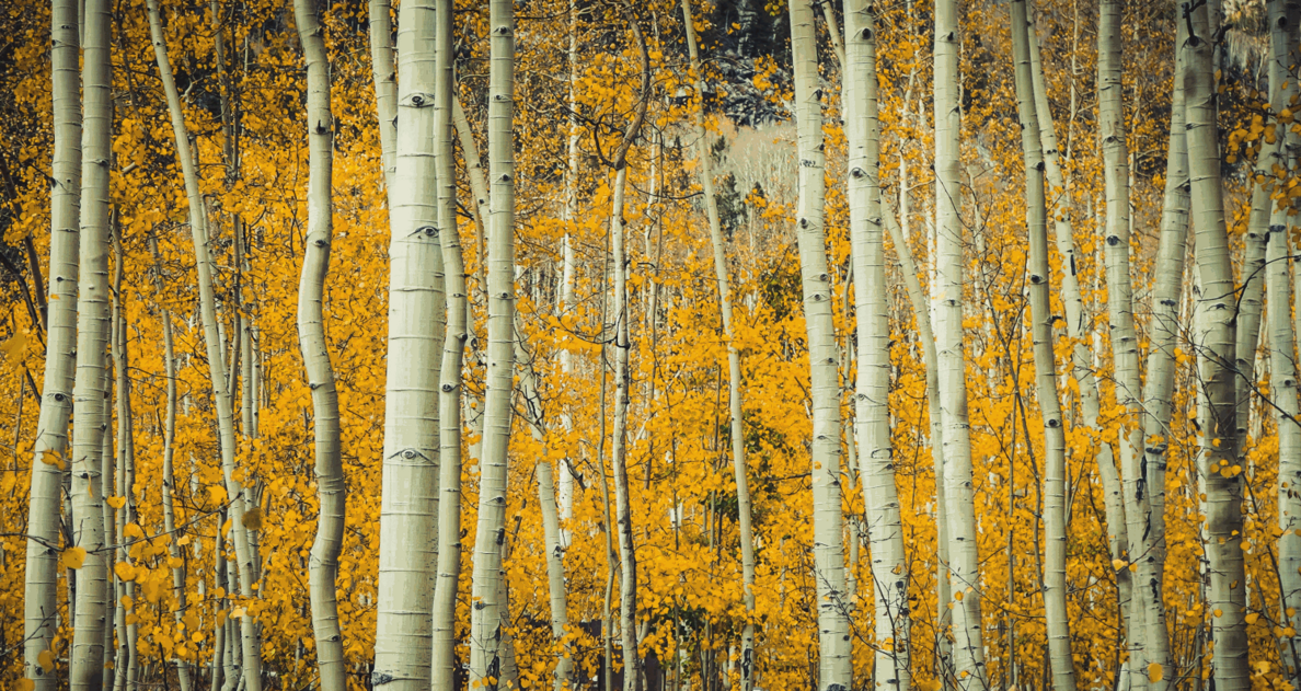 User banner