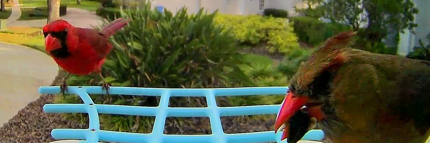 Header Image