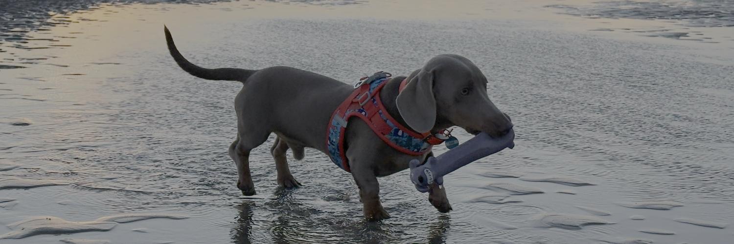 Header Image