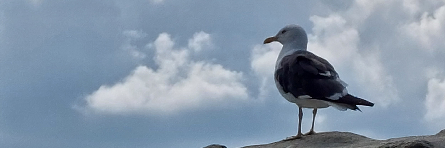 anchuelo's profile header