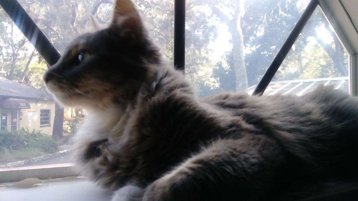Mastodon banner for @rest