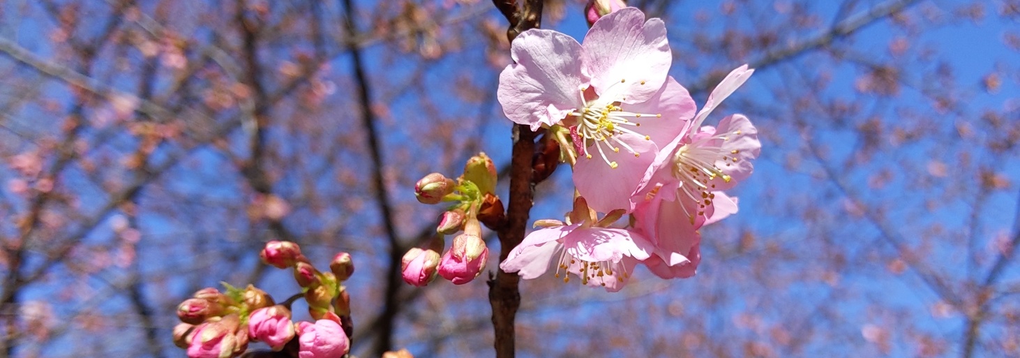 cherry blossom photo
