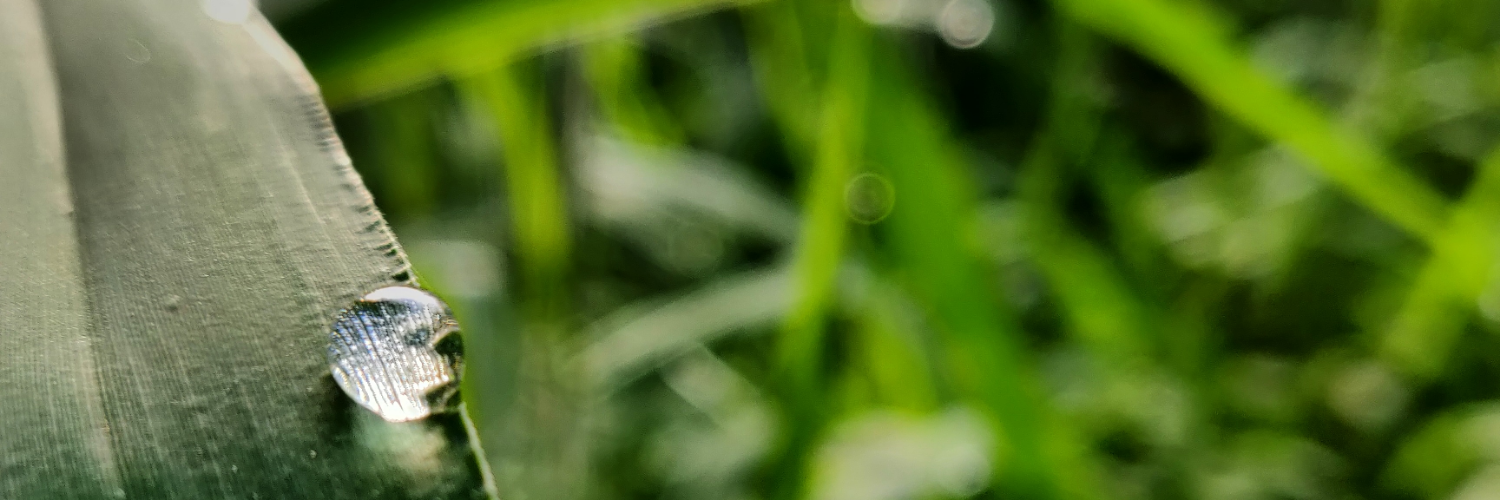 Mastodon banner for @Sandhya
