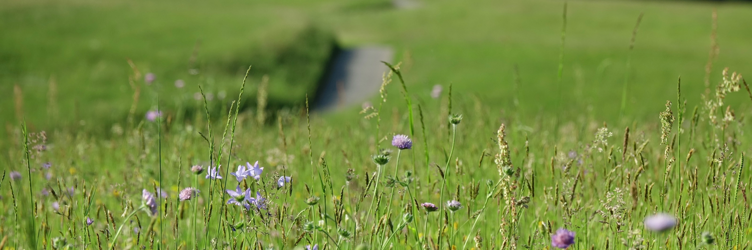 Header Image
