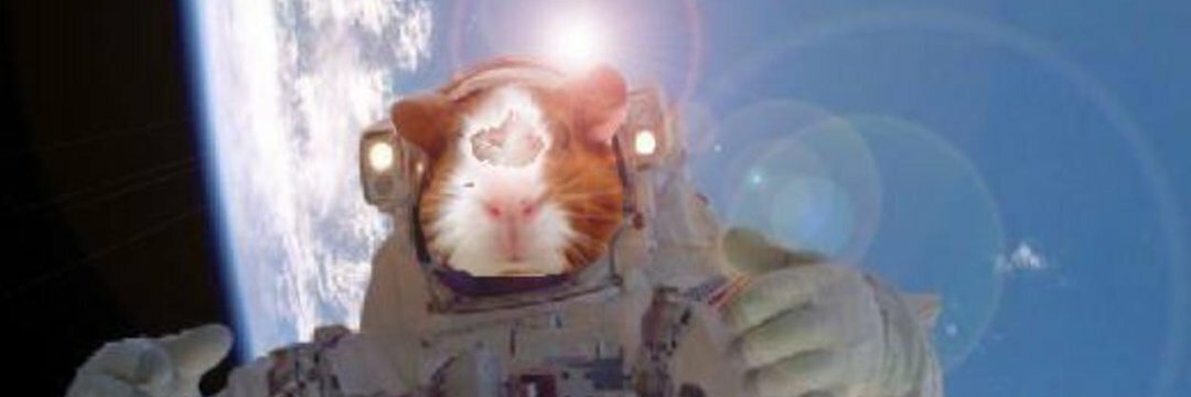 LilPecan's profile header