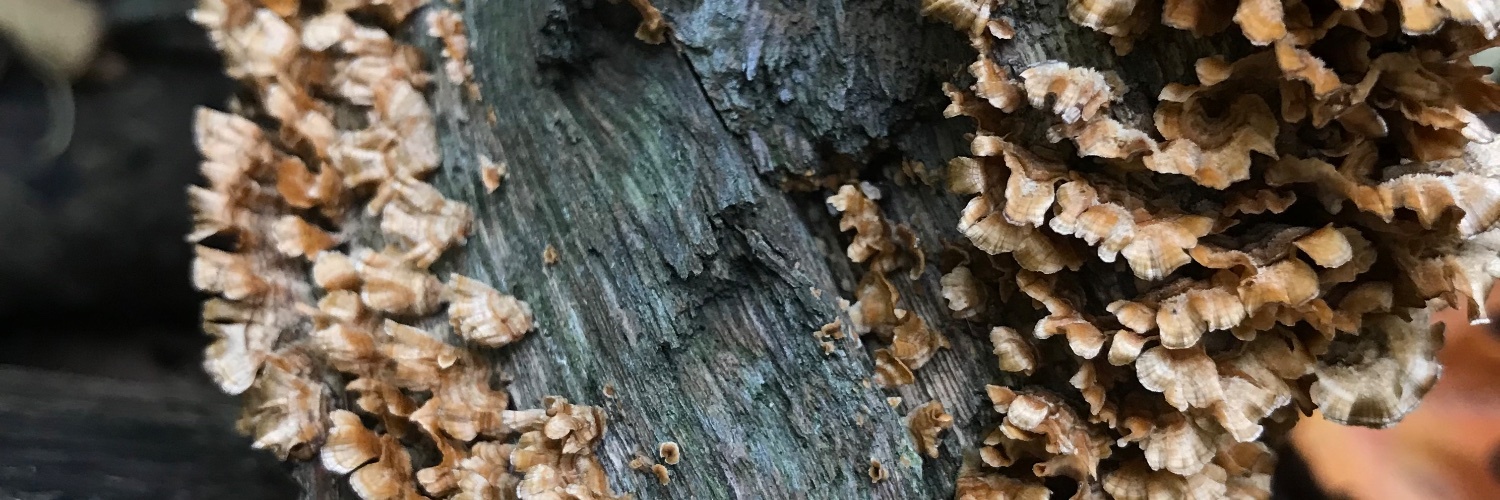 fgregg's profile header