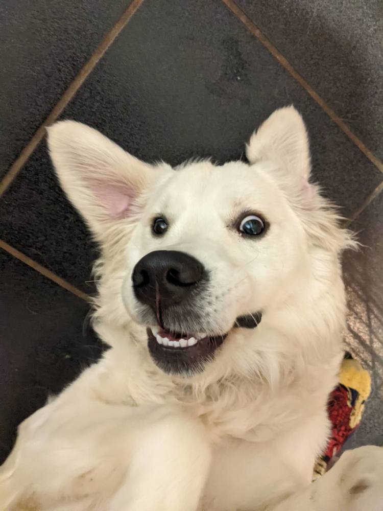 Header Image