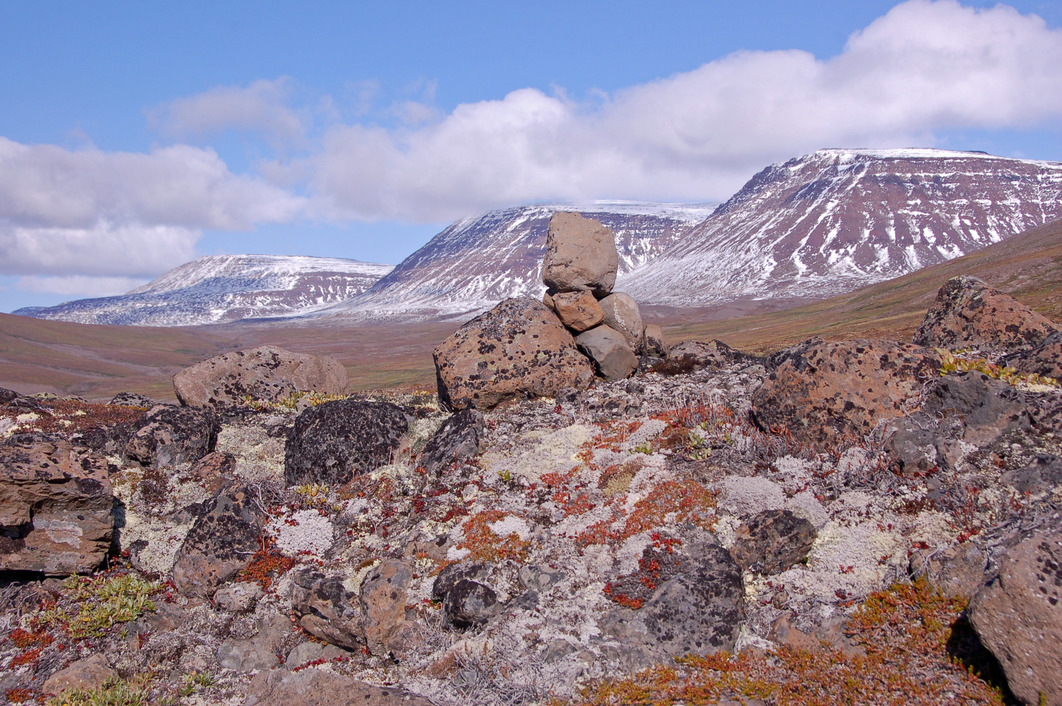 Reticulum's profile header