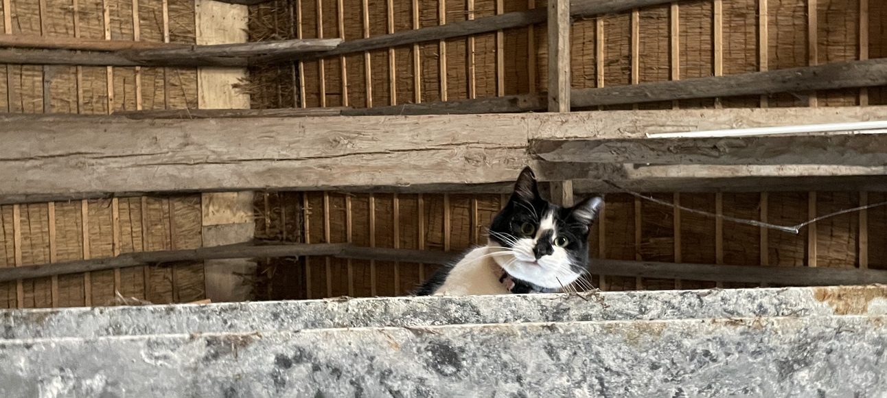 jelmerborst's profile header