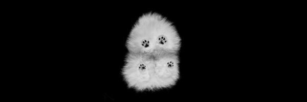 zynaesthesie's profile header