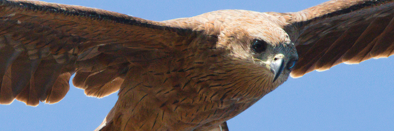 Header Image