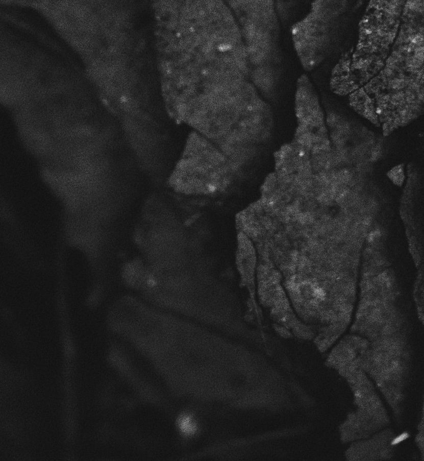 gefoerster's profile header