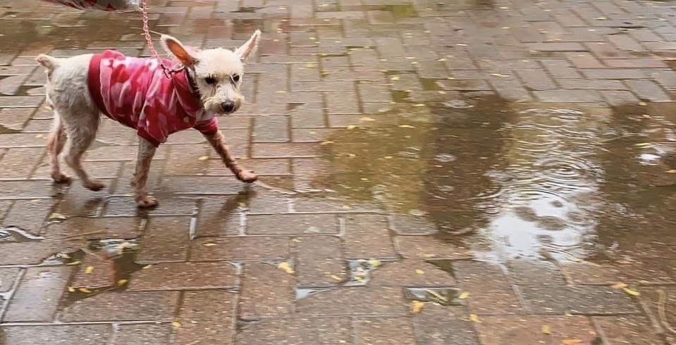 ivepetthatdog's profile header