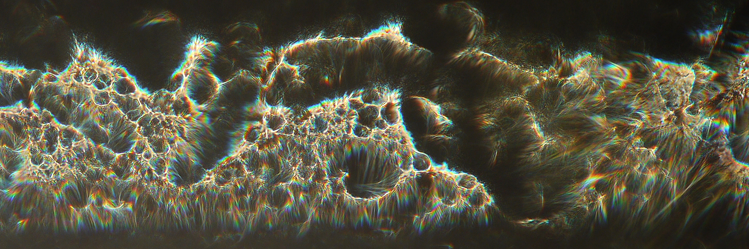 Profile Banner