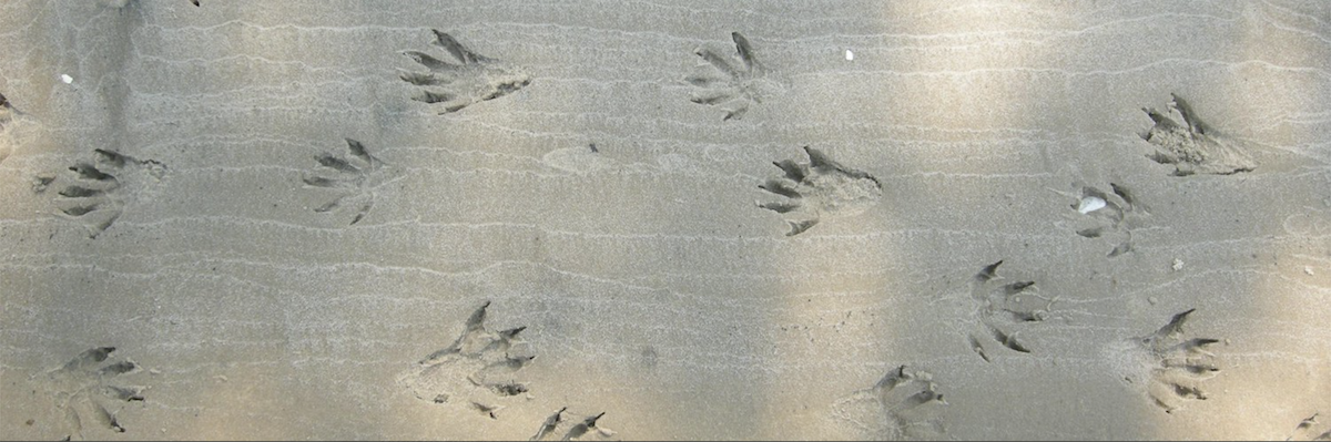 Ichnologist's profile header