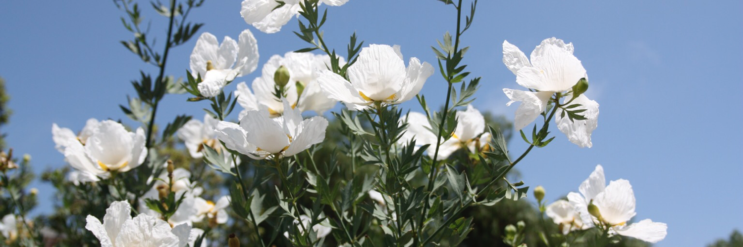 Matilija's profile header