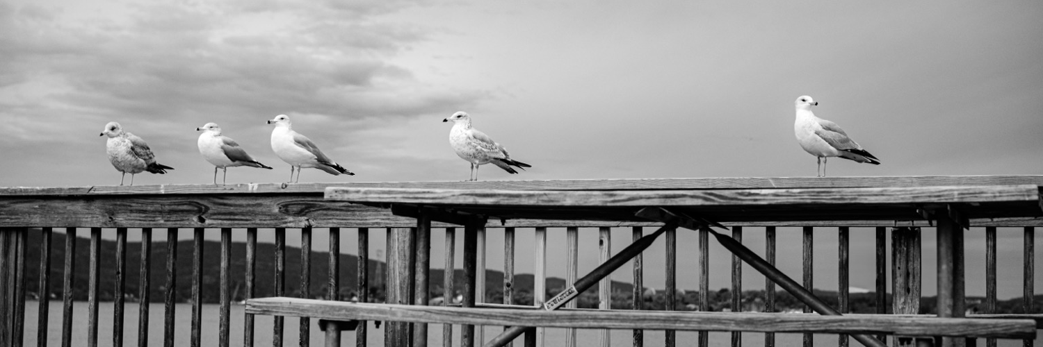 Profile Banner