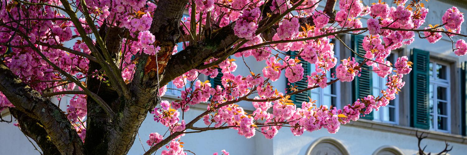 Header Image