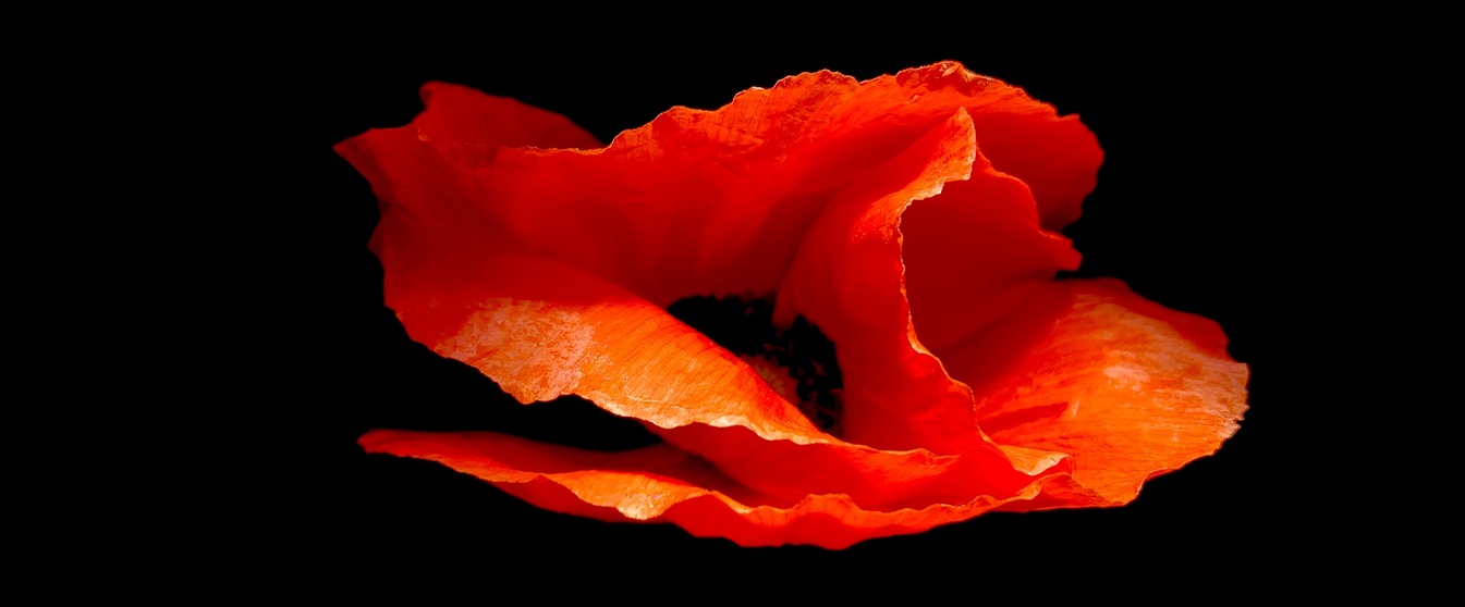 Header Image