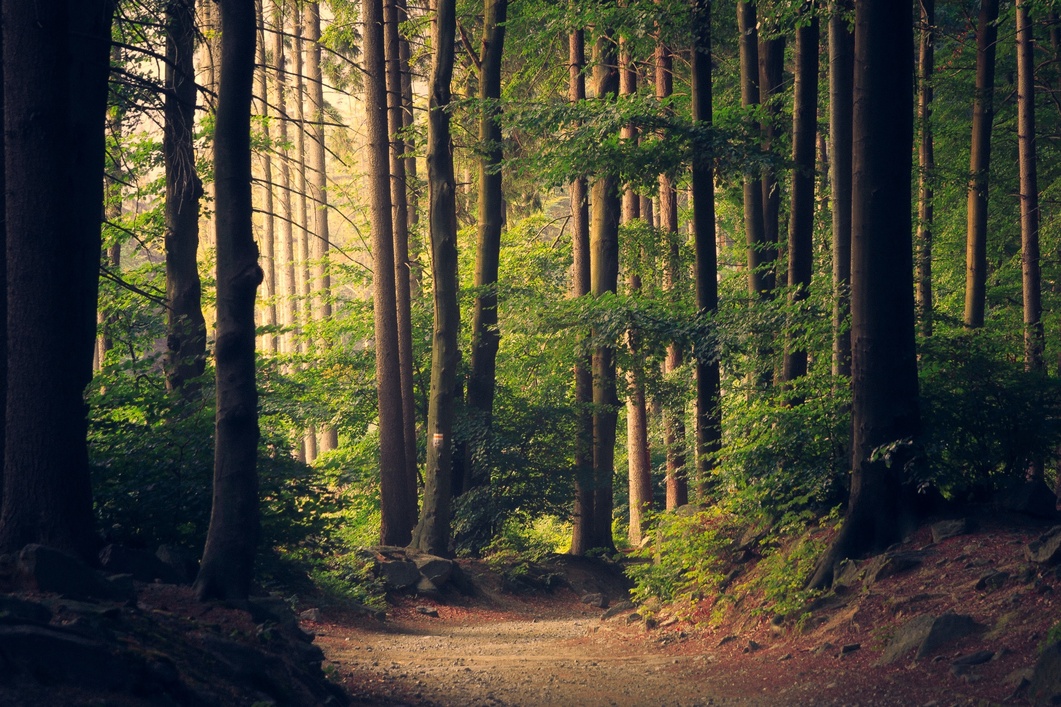 Header Image
