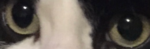 amazing_NachevSiana's profile header