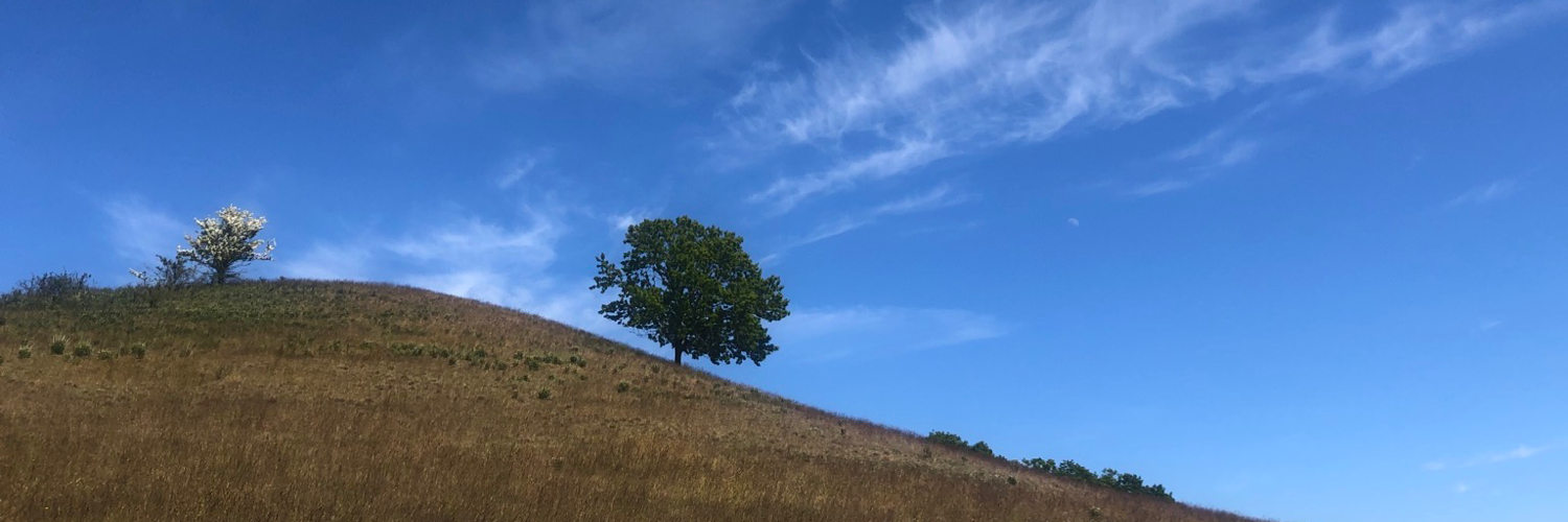 doromartin's profile header