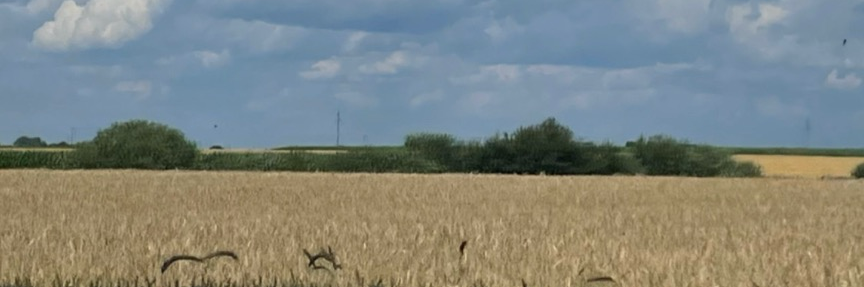 Header Image