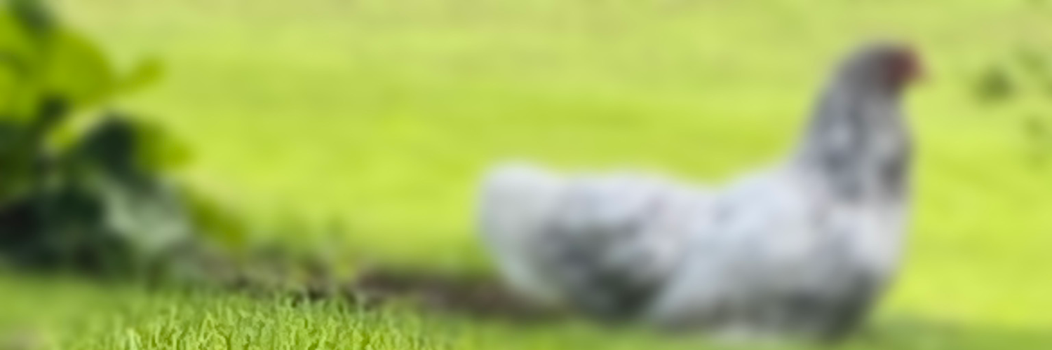 jodimmen's profile header