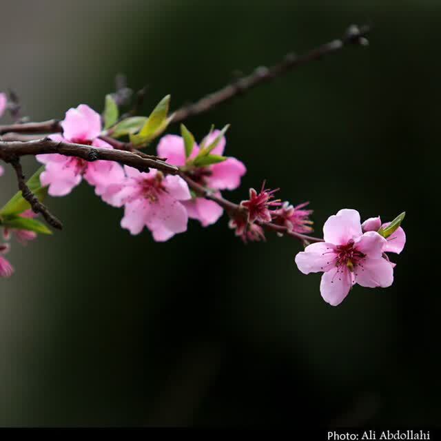 Majeed_soha's profile header