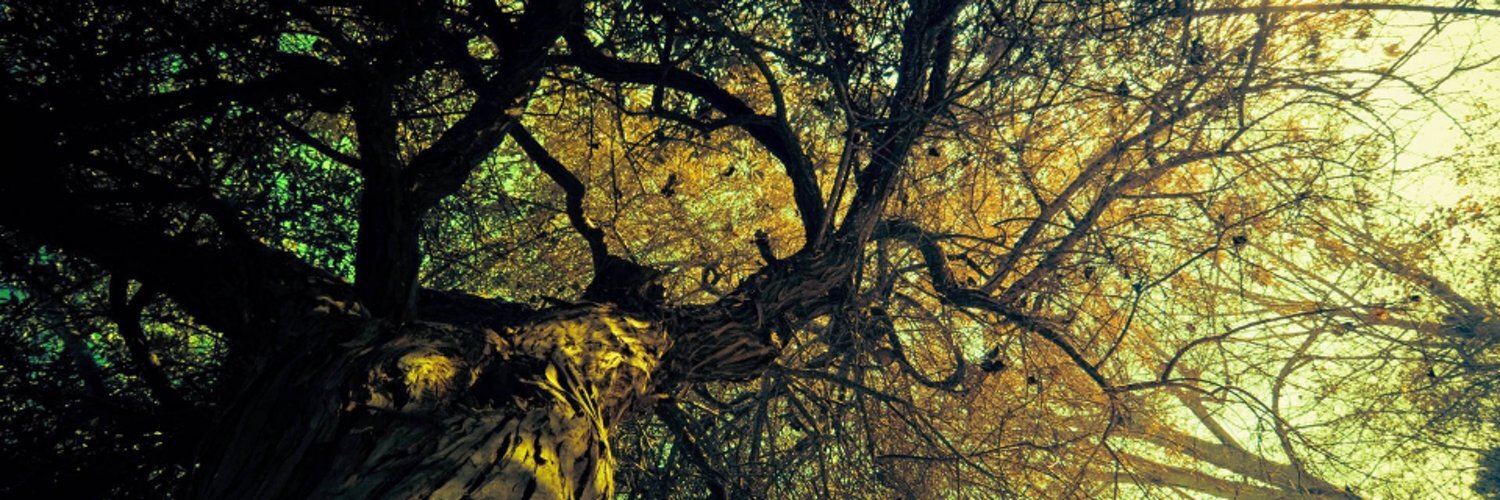 Header Image
