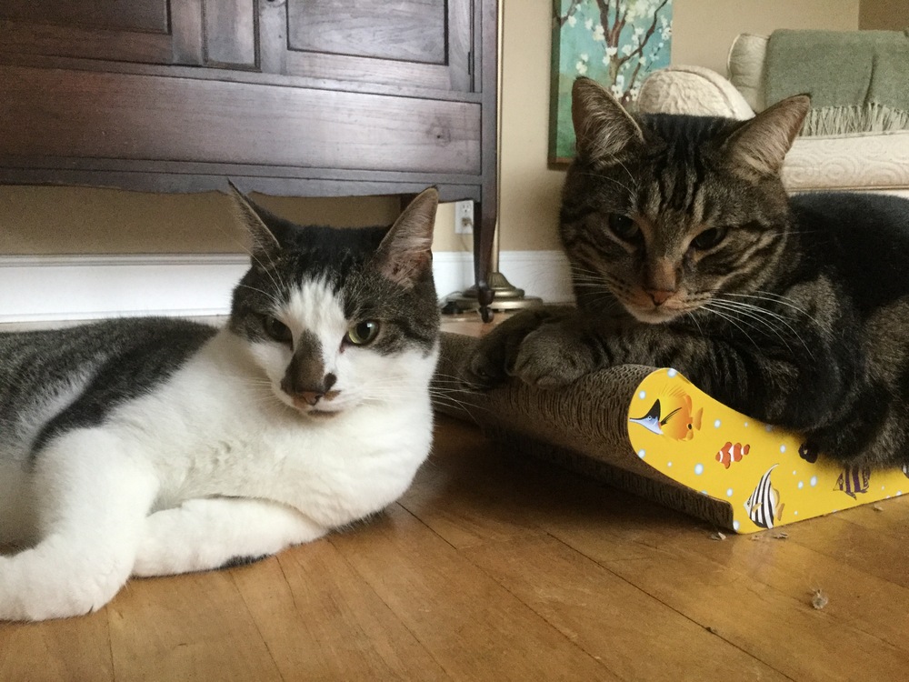 TheHardyBoyCats's profile header