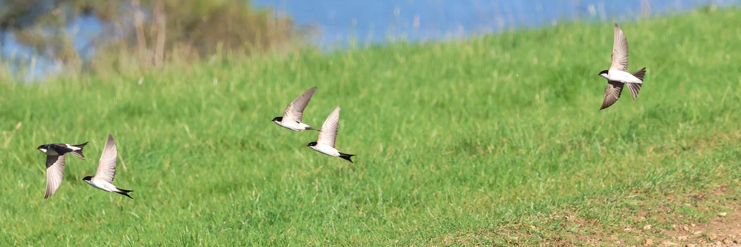 NatureWithSteve's profile header