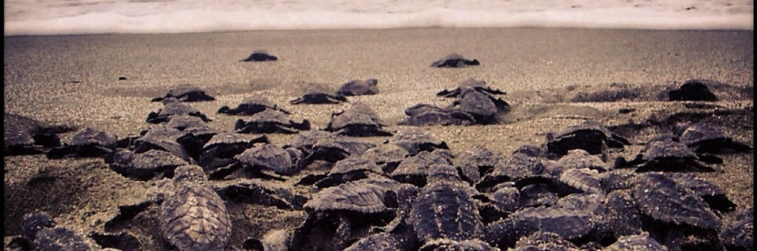 enelpuntodemira's profile header