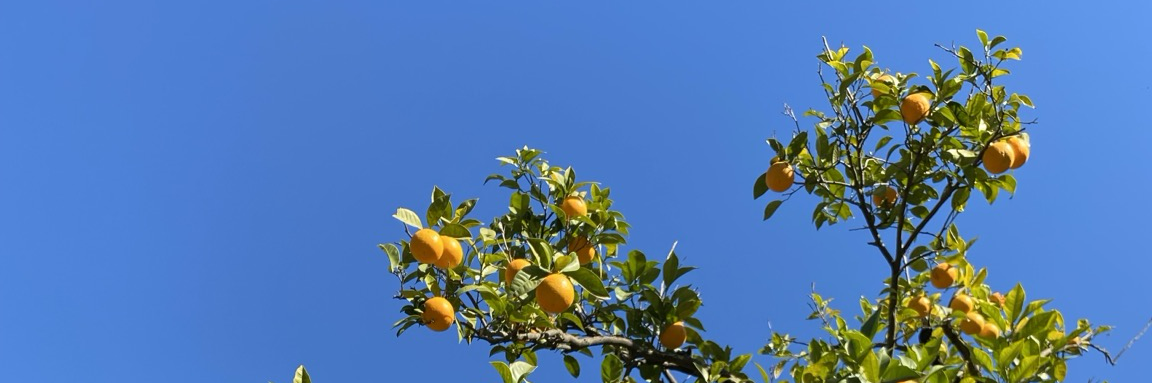 Header Image