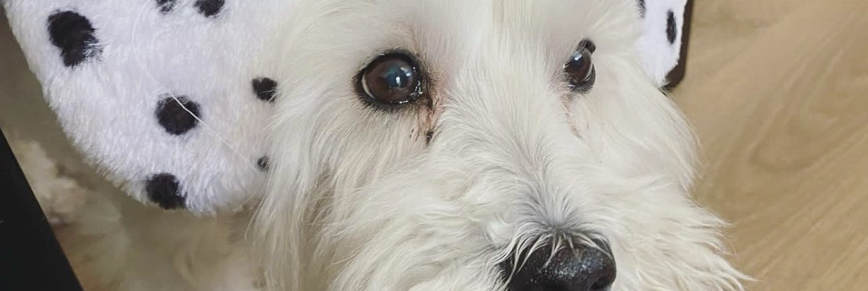 frankjoel's profile header