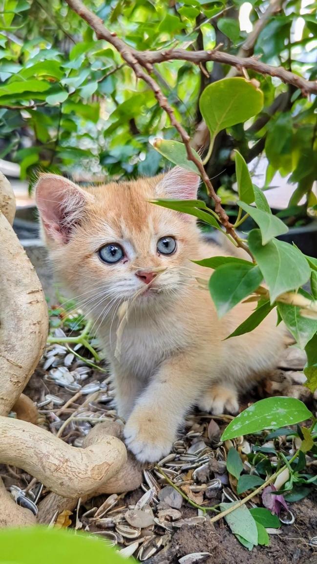 Catslife786's profile header