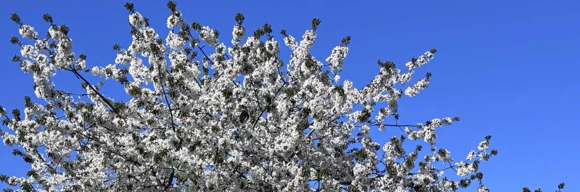 leowcorrea's profile header