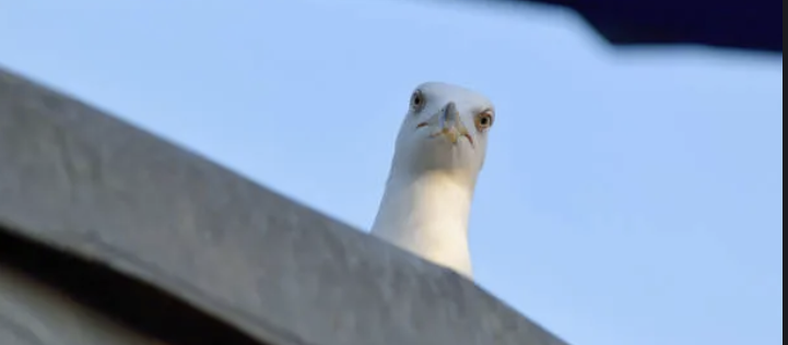 LikesFish's profile header