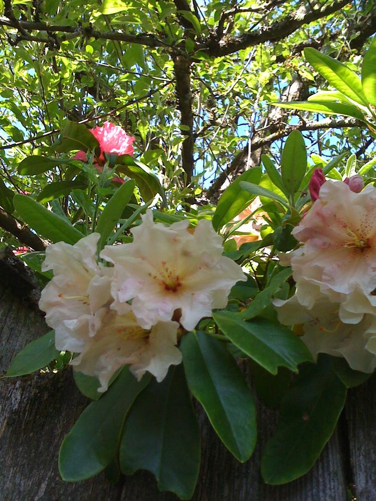 Header Image