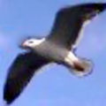 amnesic's avatar